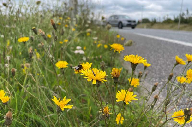 Vejkant med gule blomster og en humlebi